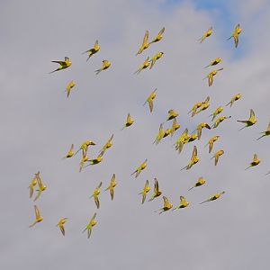 Flock of budgerigars