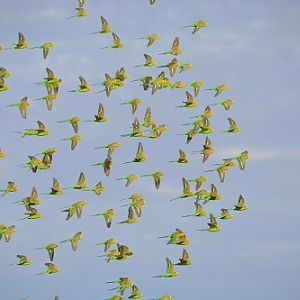 Flock of budgerigars