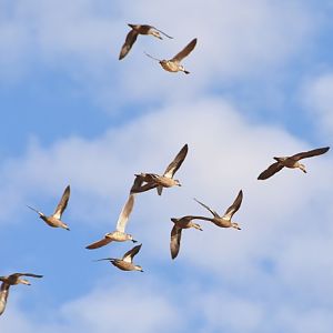 Flock of Pacific black ducks