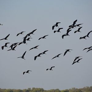 Flock of pied herons