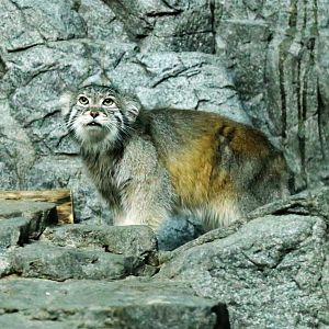 Pallas's Cat