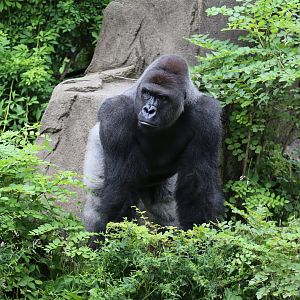 Harambe the Gorilla, June 2015