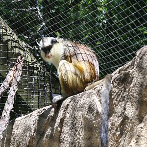 Crested Mona Monkey (Cercopithecus pogonias), June 2015
