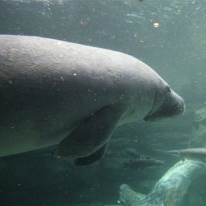 Betsy the Manatee, June 2015