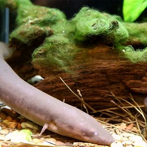Two-toed Amphiuma (Amphiuma means)