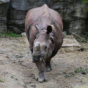 Manjula the Indian Rhinoceros, June 2015