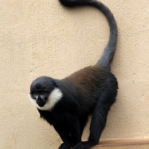 L'Hoest's monkey (Allochrocebus lhoesti)