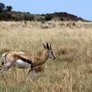 springbok (Antidorcas marsupialis)