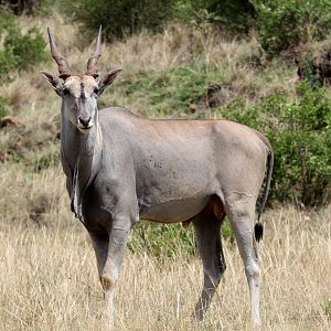 Cape eland (Taurotragus oryx oyrx)