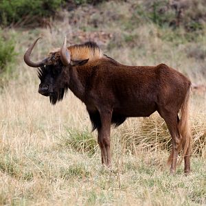 black wildebeest or white-tailed gnu (Connochaetes gnou)
