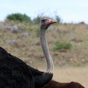 South African ostrich (Struthio camelus australis)