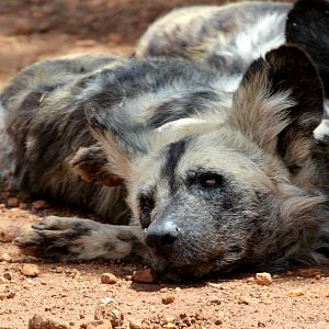Cape hunting dog (Lycaon pictus pictus)