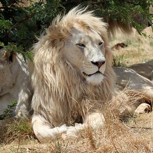 White Lion (Panthera leo melanochaita)