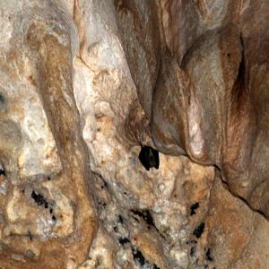 Horseshoe bat (Rhinolophus sp.)