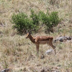 Common Impala (Aepyceros melampus melampus)