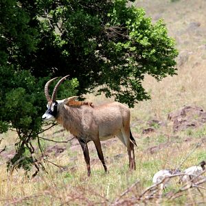 roan antelope (Hippotragus equinus equinus)