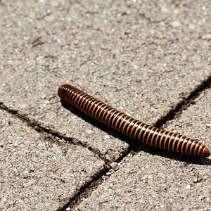 millipede