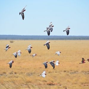 Flock of galahs