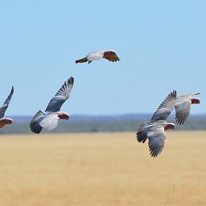 Galahs