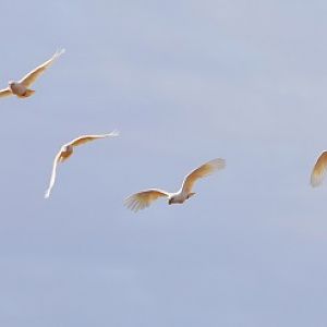 Short-billed corellas