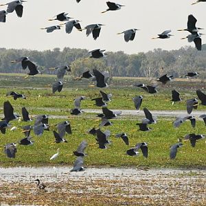 Flock of pied herons.  Foggs dam.  NT.