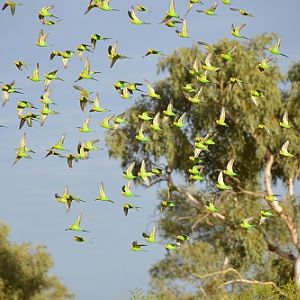 Flock of budgerigars