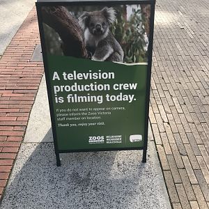 Possible Melbourne Zoo TV Series???
