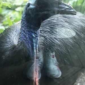 Zillie the female Cassowary