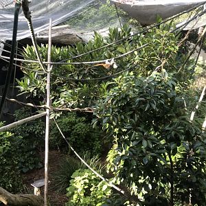 Cotton Top Tamiran enclosure