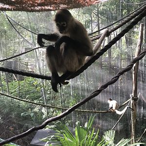 Black Handed Spider Monkey
