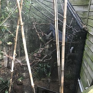 Eastern Black and White Colobus