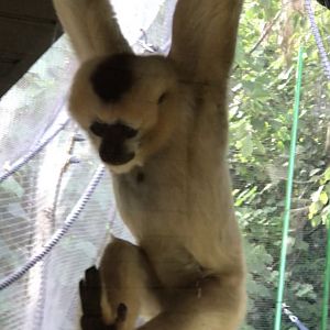 Li-Lian the White Cheeked Gibbon