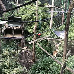 White Cheeked Gibbon Enclosure