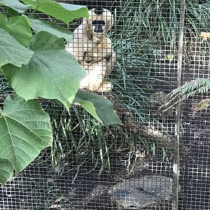 Lil-Lian the White Cheeked Gibbon