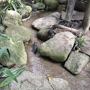 Asian Short Clawed Otters