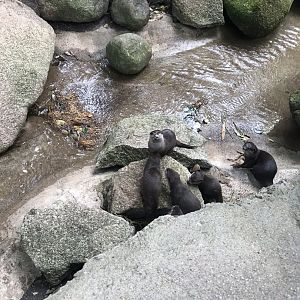 Asian Short Clawed Otters