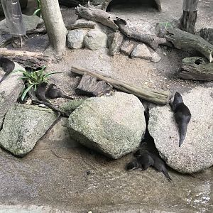 Asian Short Clawed Otters