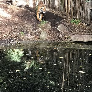 Hutan the Sumatran Tiger