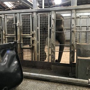 Mali the Asian Elephant