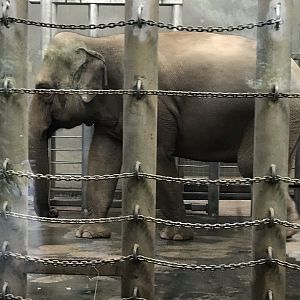 Num-oi the Asian Elephant