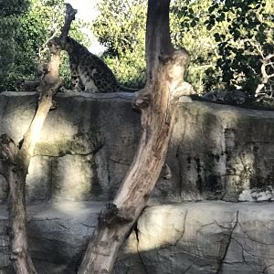 Miska the Snow Leopard and her three cubs