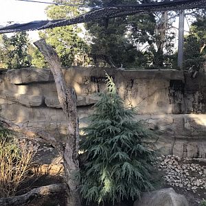 Miska the Snow Leopard