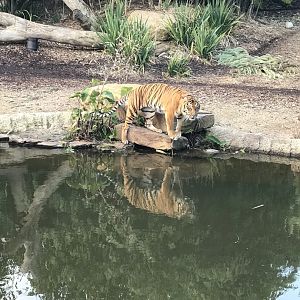 Indrah the Sumatran Tiger