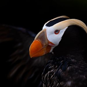 Tufted puffin (Fratercula cirrhata)