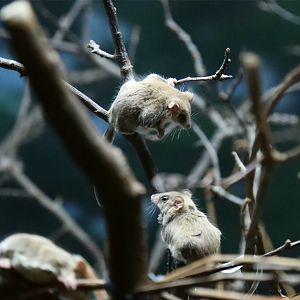 Feathertail Glider (Acrobates pygmaeus), June 2015