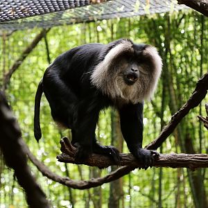 Lion-Tailed Macaque, June 2015