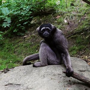 Müeller's Gibbon (Hylobates muelleri)