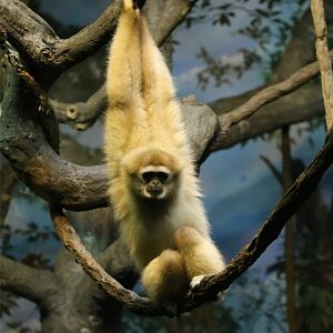 Lar Gibbon
