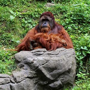 Sumatran Orangutan