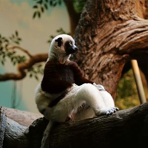 Coquerel's Sifaka